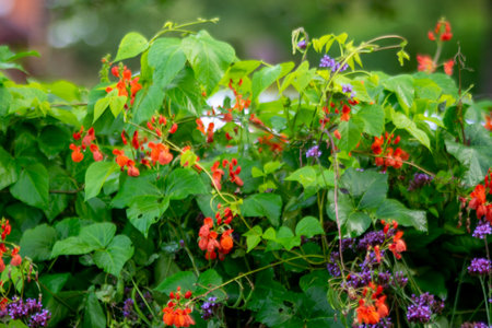 colorful flowers and decorative plants in the garden, garden interior, beautiful colorful flower garden with blooming flower beds and a green lawn in summerの写真素材