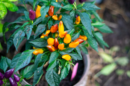 Hot chili peppers on bushes growing in a greenhouse
colored hot pepper, chili pepper (also chili, chili pepper, chili pepper or chili, Latin: Capsicum annuum)の写真素材