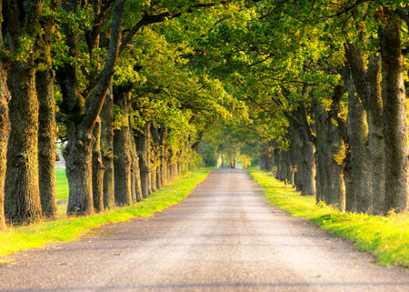 landscape with oak alley, autumn timeの写真素材