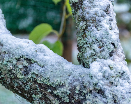 landscape with the first snow in the garden on a tree trunk, autumn timeの写真素材