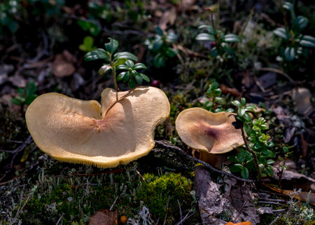 Wild mushroom in the forest, traditional forest background with grass, moss, lichens and dry branches, autumn forest textureの写真素材