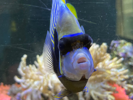 Tropical fish swimming in an aquarium. Exotic marine life.の写真素材