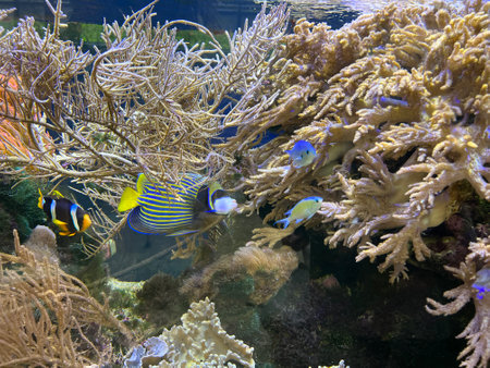 Coral reef with fish in the aquarium. Underwater world.