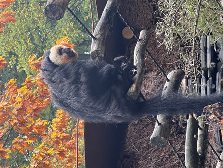 Lemur hanging on a tree branch in an autumn park.