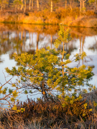 Swamp overgrown with trees and reeds, swamp lake at sunset, swamp vegetation in the foreground, Madieseni swamp, Kocenu district, Latviaの写真素材