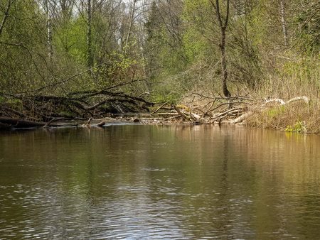 landscape with a small wild river bank, the first spring greenery, last year's reeds, tree reflections in the water, Seda River, Latviaの写真素材