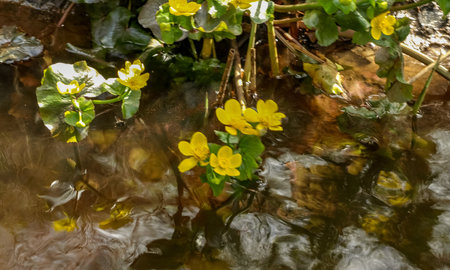 Plant with yellow petals.Group of Marsh Marigold (Caltha palustris) growing near a small river, spring blooms brightly.Yellow spring flower close up viewの写真素材