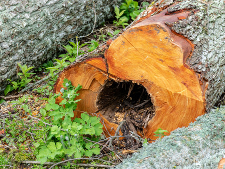 picture with cut wood tree section with cracks and annual rings, flat wooden surface with annual rings, natural organic texture with cracked and rough surface.の写真素材
