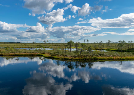 sunny summer landscape from the swamp, white cumulus clouds reflect in the dark swamp water. Bright...