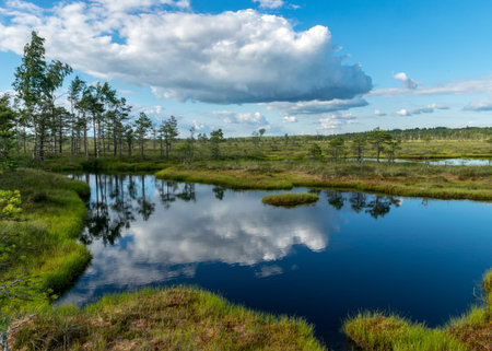 sunny summer landscape from the swamp, white cumulus clouds reflect in the dark swamp water. Bright green bog grass and small bog pines on the shore of the lake. Nigula bog, Estoniaの写真素材