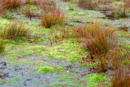 close-up of marsh plants, grass, moss, lichen, forest and marsh vegetation, rainy and cloudy autumn...