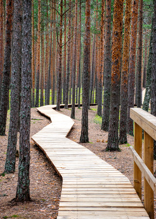 Landscape with a wooden footbridge in a swampy forest, tourist infrastructure, opportunity to get to know nature, Tolkuse raba matkarada, Estoniaの写真素材