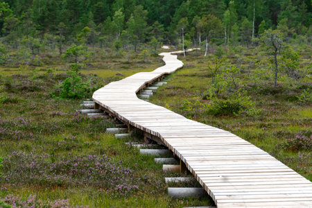 Landscape with a wooden footbridge in a swampy forest, tourist infrastructure, opportunity to get to know nature, Tolkuse raba matkarada, Estoniaの写真素材