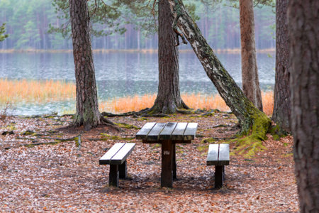 wet wet forest, lake shore, wooden tables, resting place by the lake, Driskina lake, Cesis, Latviaの写真素材