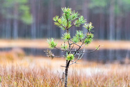 swamp pines, grass, mosses, lichens, forest and swamp vegetation, rainy and cloudy autumn day,の写真素材