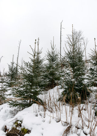 simple winter landscape with snowy spruces and land, ordinary gray cloudy winter day, winterの写真素材