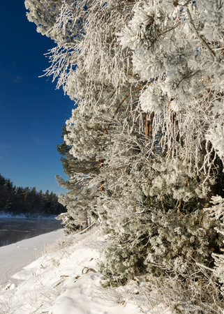 thick and white frost covers the trees on the river bank, a wonderful cold winter morningの写真素材