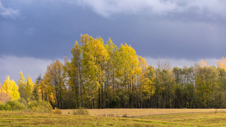 autumn landscape with colorful yellow trees in the background, foreground field, golden autumn, expressive sky, autumn time, Latviaの写真素材