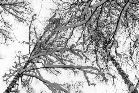 trees and tree branches covered with thick snow, winter dayの写真素材