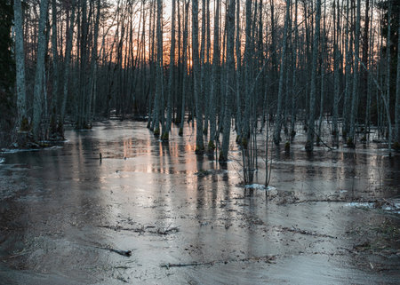 winter landscape with flooded forest, forest flooded with water, a thin layer of ice covers the surface of the waterの写真素材