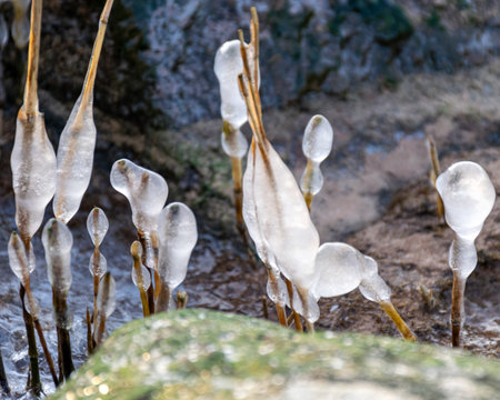 photograph of the seashore, rocky seashore, bare ice, blades of grass frozen with pieces of ice, natural formationsの写真素材