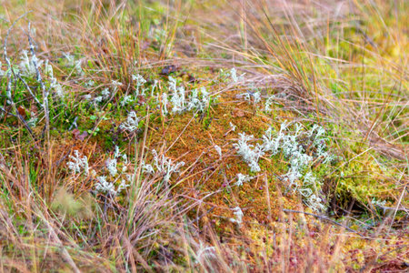 close-up of marsh plants, grass, moss, lichen, forest and marsh vegetation, rainy and cloudy autumn day,の写真素材