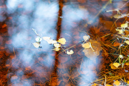 reflections of different leaves, grass, sand in the dark water of the swamp, rain textureの写真素材
