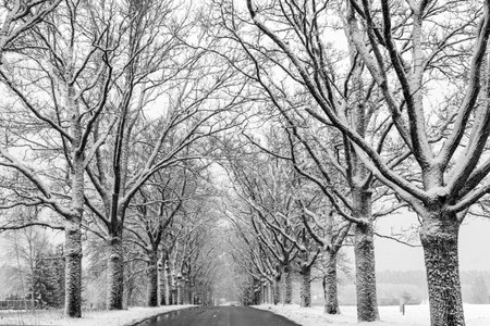 black and white landscape with trees, avenue of trees, photographed with an infrared filterの写真素材