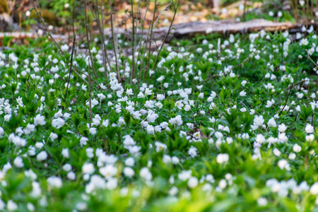 color photo of first spring flowers and bright green grass, first bright green, spring