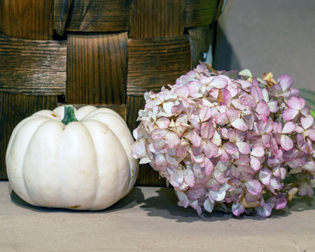 still life with white pumpkin, various attributes, autumn compositionの写真素材