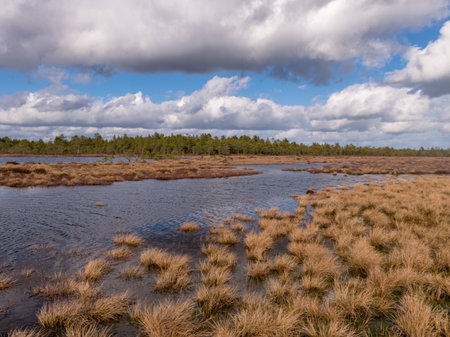 View of a peat bog lake on a sunny day, Lake forming small waves from the strong wind, Raganu bog,...