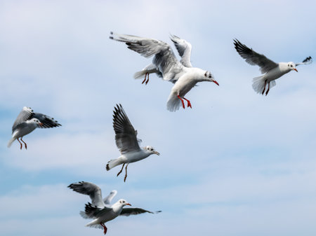 landscape with flying birds against blue skyの写真素材