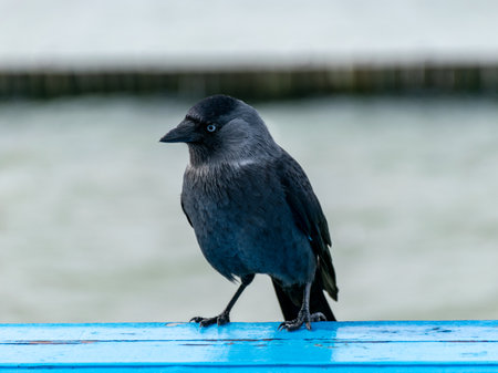 Jackdaw (Corvus monedula) on a pierの写真素材