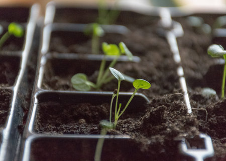 plastic plant boxes with earth and the first flower sprouts, blurred background, plant growing in...
