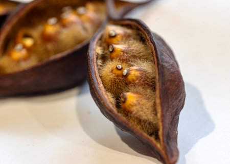 still life with dry plant pod and seeds, white background