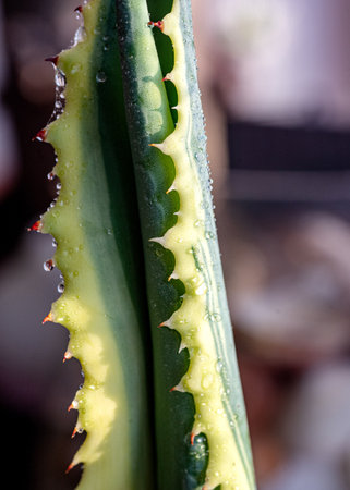 indoor flower growing, seedlings on the windowsill, close-up photo of the plant, light background