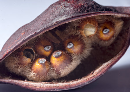 macro photography, close-up photography of a plant, light background