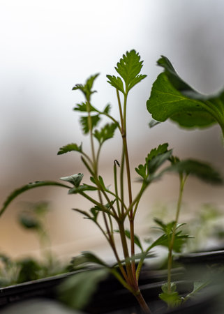 flower growing, seedlings on the windowsill, close-up photo of the plant, light background