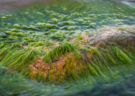 rocky sea shore, rocks overgrown with green sea grass, water interaction with grass, summer by the...