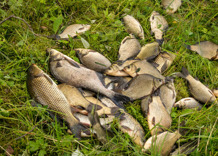 photo with fish on the lake shore, fisherman's catch in the hall, summer by the water