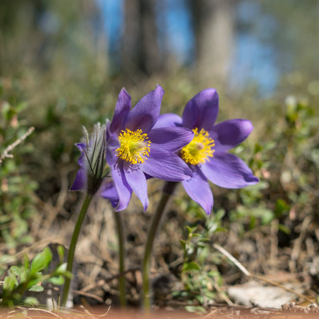 Beautiful purple fluffy flower Pulsatilla patens, pulsatilla patens in the spring forest. Europe,...