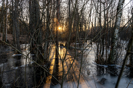 gorgeous sunrise, sunset, flooded lake shore, tree trunks in water and ice, reflections, dark...