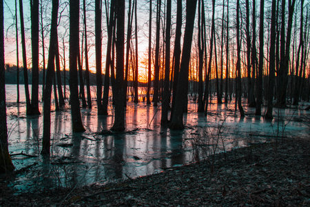 gorgeous sunrise, sunset, flooded lake shore, tree trunks in water and ice, reflections, dark silhouettes of trees, springの写真素材