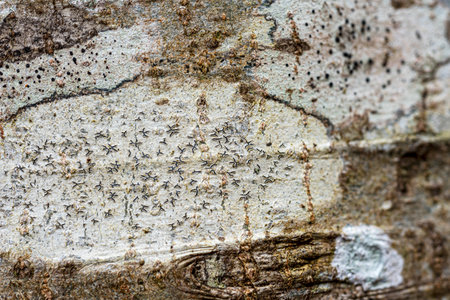 abstract texture, abstract tree growth, old tree trunk, nature prints on wood, suitable for...