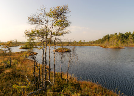bog landscape, bog vegetation painted in autumn, small bog lakes, islands overgrown with small bog...