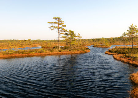 bog landscape, bog vegetation painted in autumn, small bog lakes, islands overgrown with small bog...