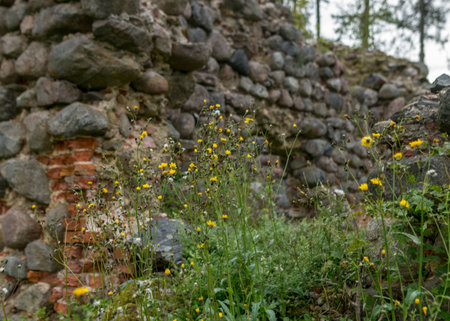 old medieval stone castle ruins, Ergeme castle ruins, Latvia