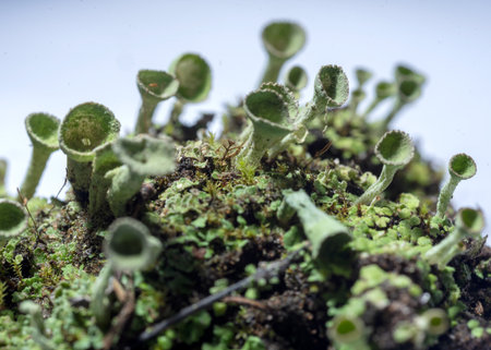 macro photography, close-up photography of a plant, light background