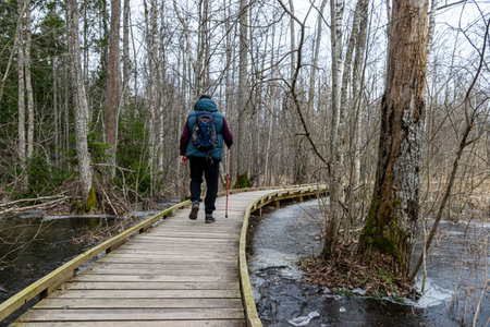 Coastal stand of forest flooded in spring, trail in flooded deciduous forest with wooden footbridge, lone traveler on wooden footpath, Slokas lake walking trail, Latviaの写真素材