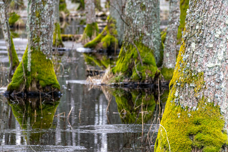 Flooded forest, forest wetland, melting snow and ice, puddles of water between tree trunks...